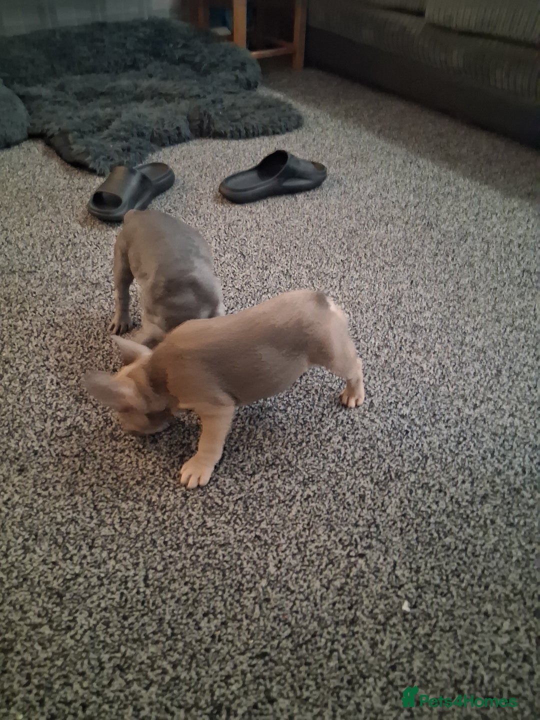 French Bulldog dogs for sale: French bulldogs - Advert 24