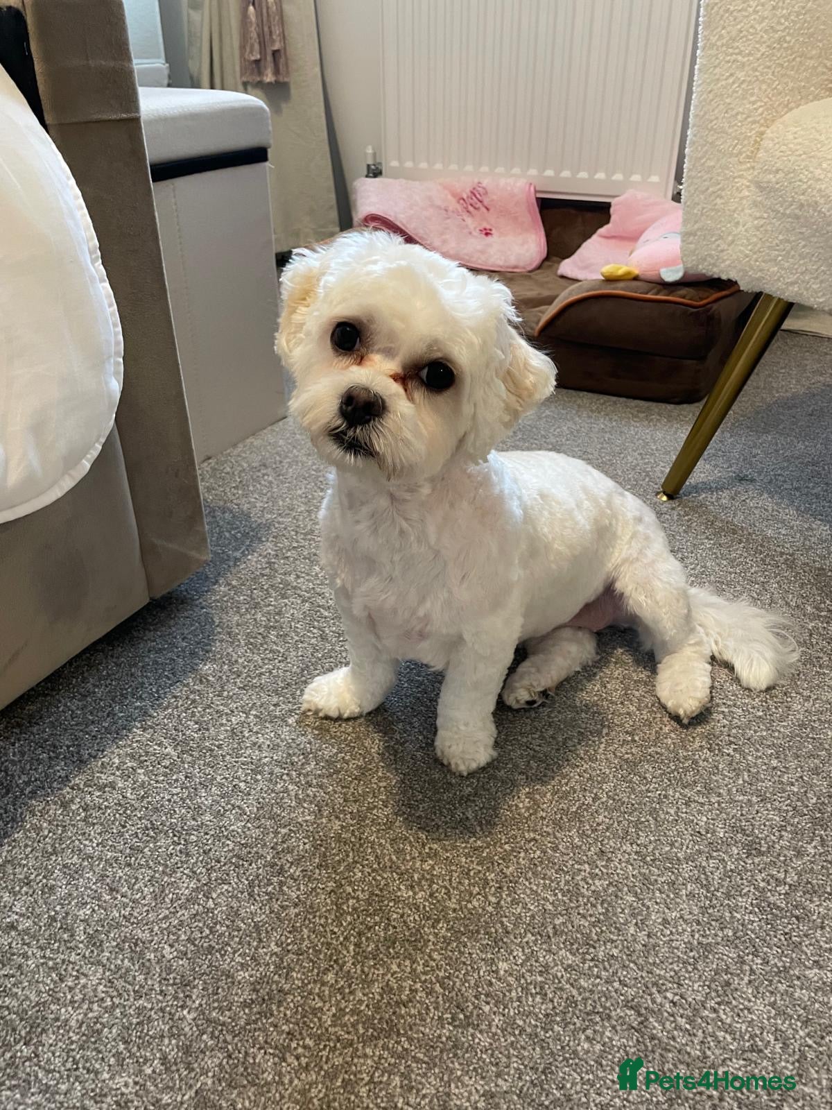 Maltese dogs 2 year old female Maltese for sale  - Advert 9