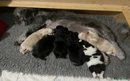 Shih Tzu dogs for sale: Shih Tzu Puppies (standard) - Image 15