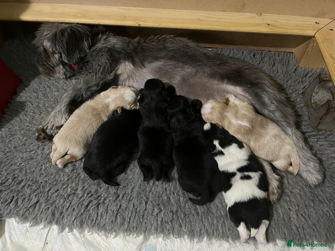 Shih Tzu dogs for sale: Shih Tzu Puppies (standard) - Image 15
