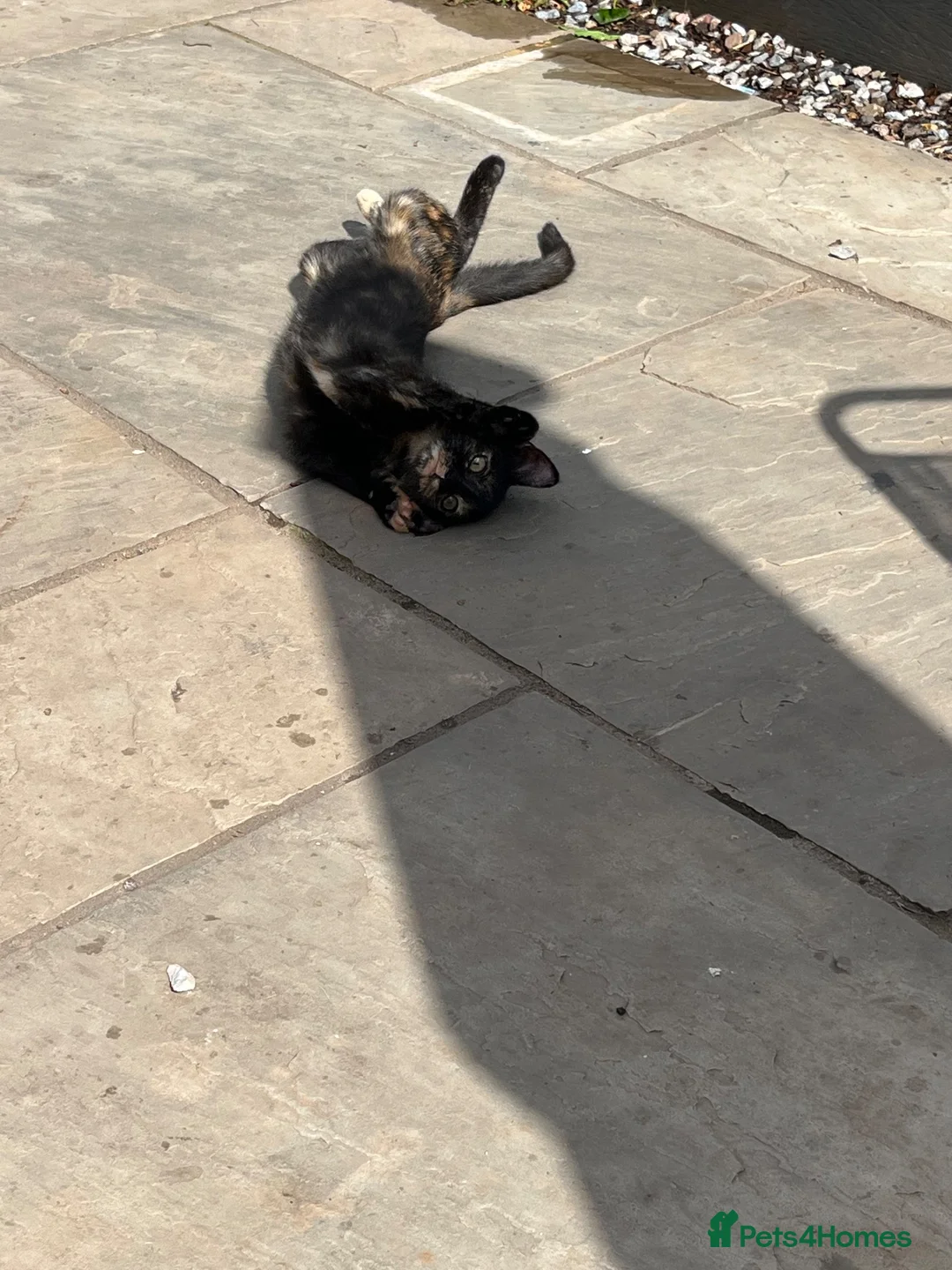 Mixed Breed cats for sale: 2 female kittens Bengal X Mainecoone in Exeter - Advert 2