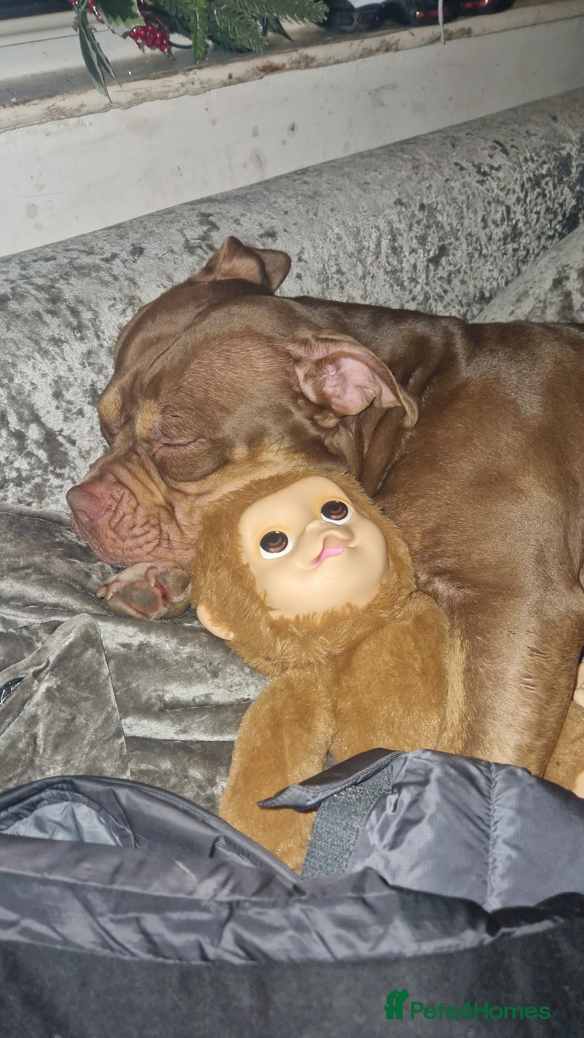 Mixed Breed dogs 3 year old pocket bulky cross  - Advert 1