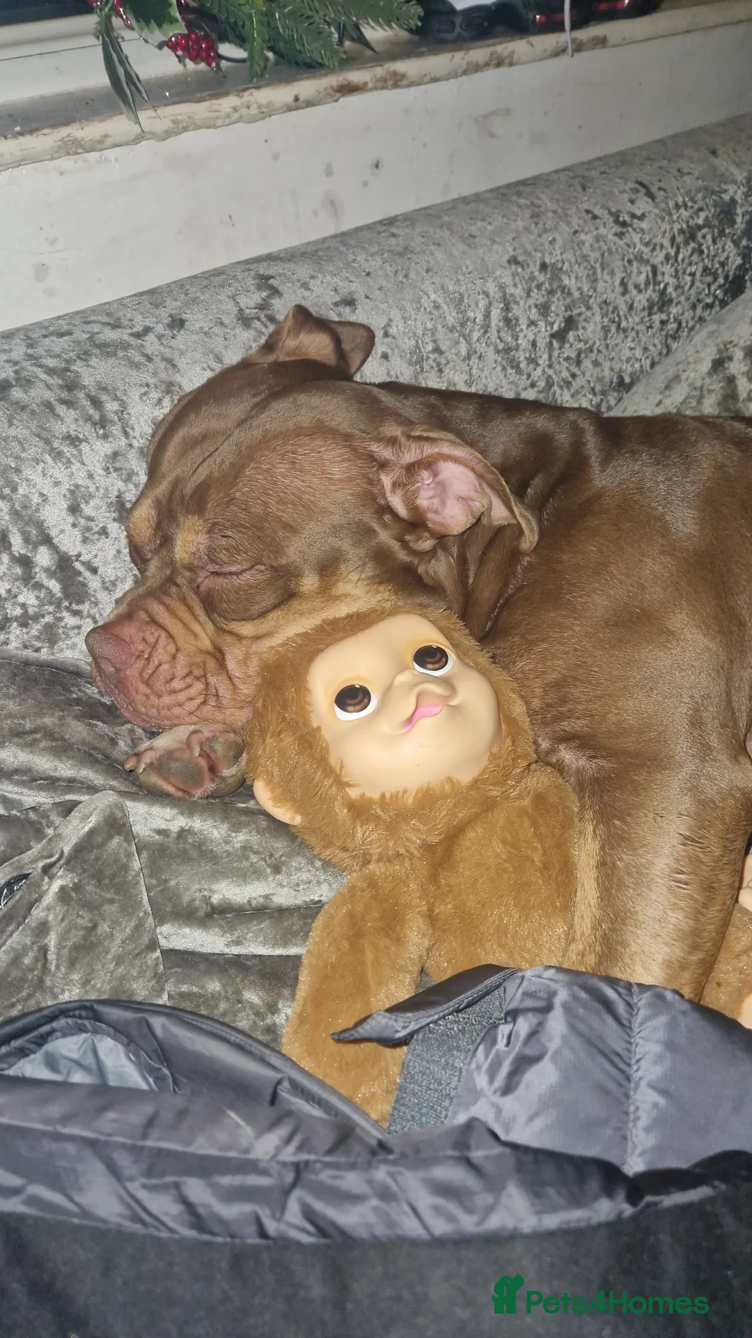 Mixed Breed dogs for sale: 3 year old pocket bulky cross  in Bury - Advert 1