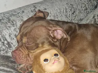 Mixed Breed dogs 3 year old pocket bulky cross - Advert 11