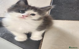 Maine Coon cats for sale: Maine Coon Kittens purebred – Reserve Now - Image 39
