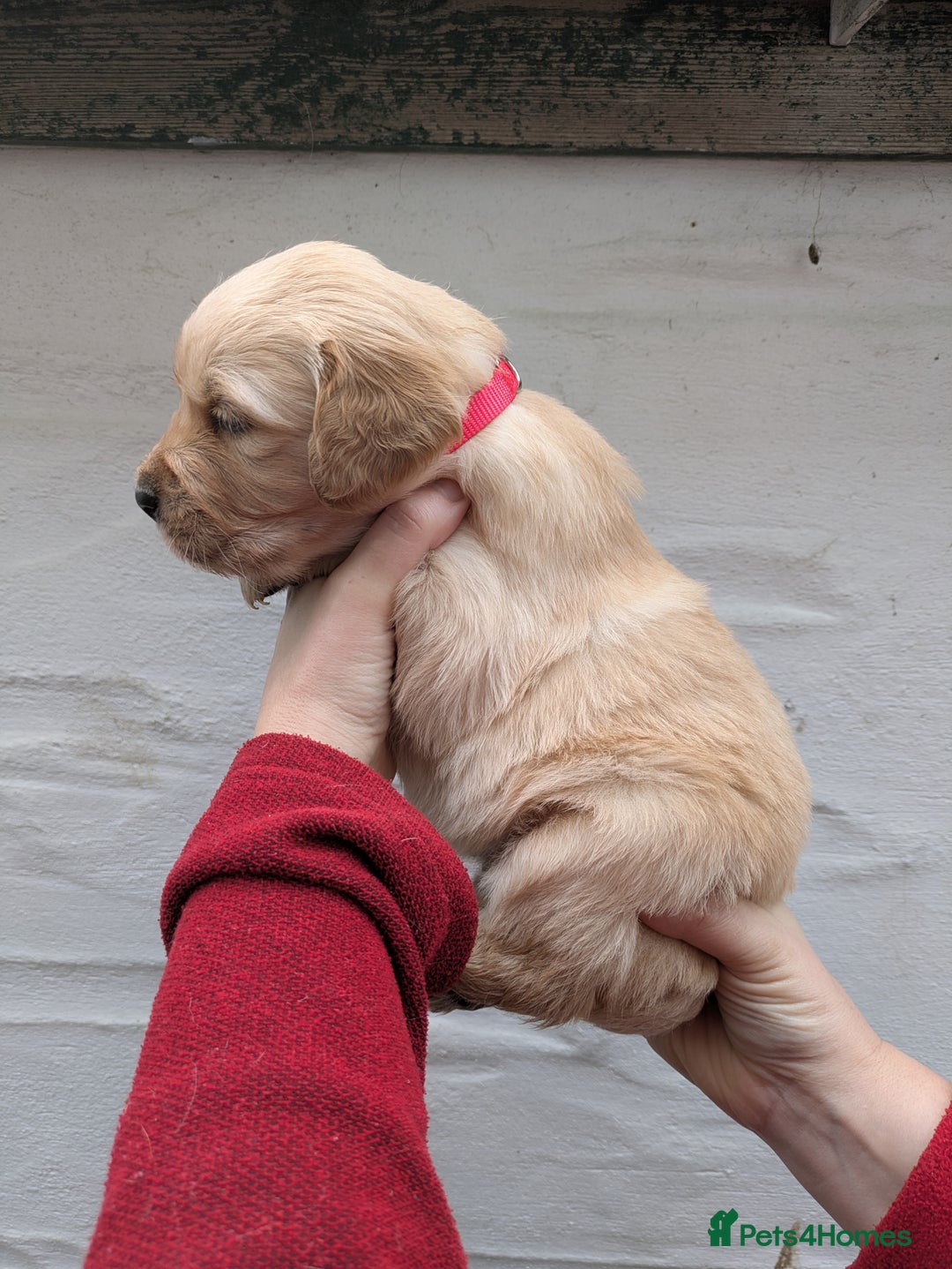 Golden Retriever dogs for sale: KC Top quality golden retrievers - Advert 12