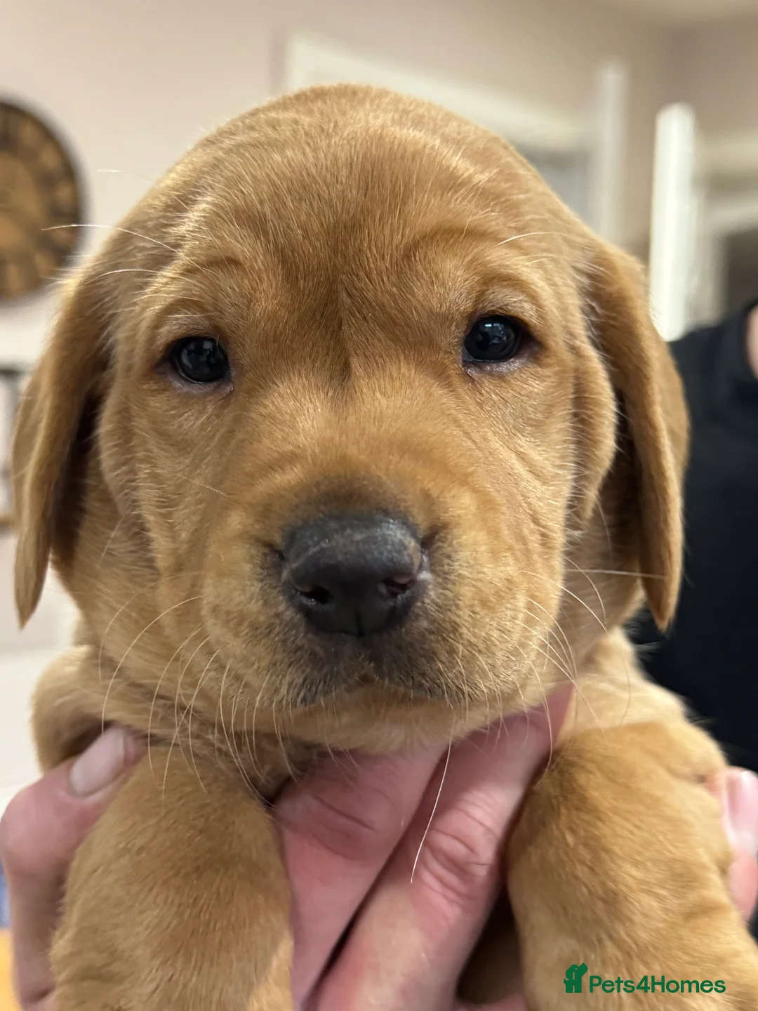 Labrador Retriever dogs for sale: KC, Fully Health Tested, Fox Red Labradors  - Advert 7