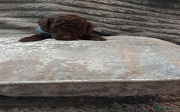 Jackapoo dogs for sale: Beautiful Jackapoos puppies - Advert 26