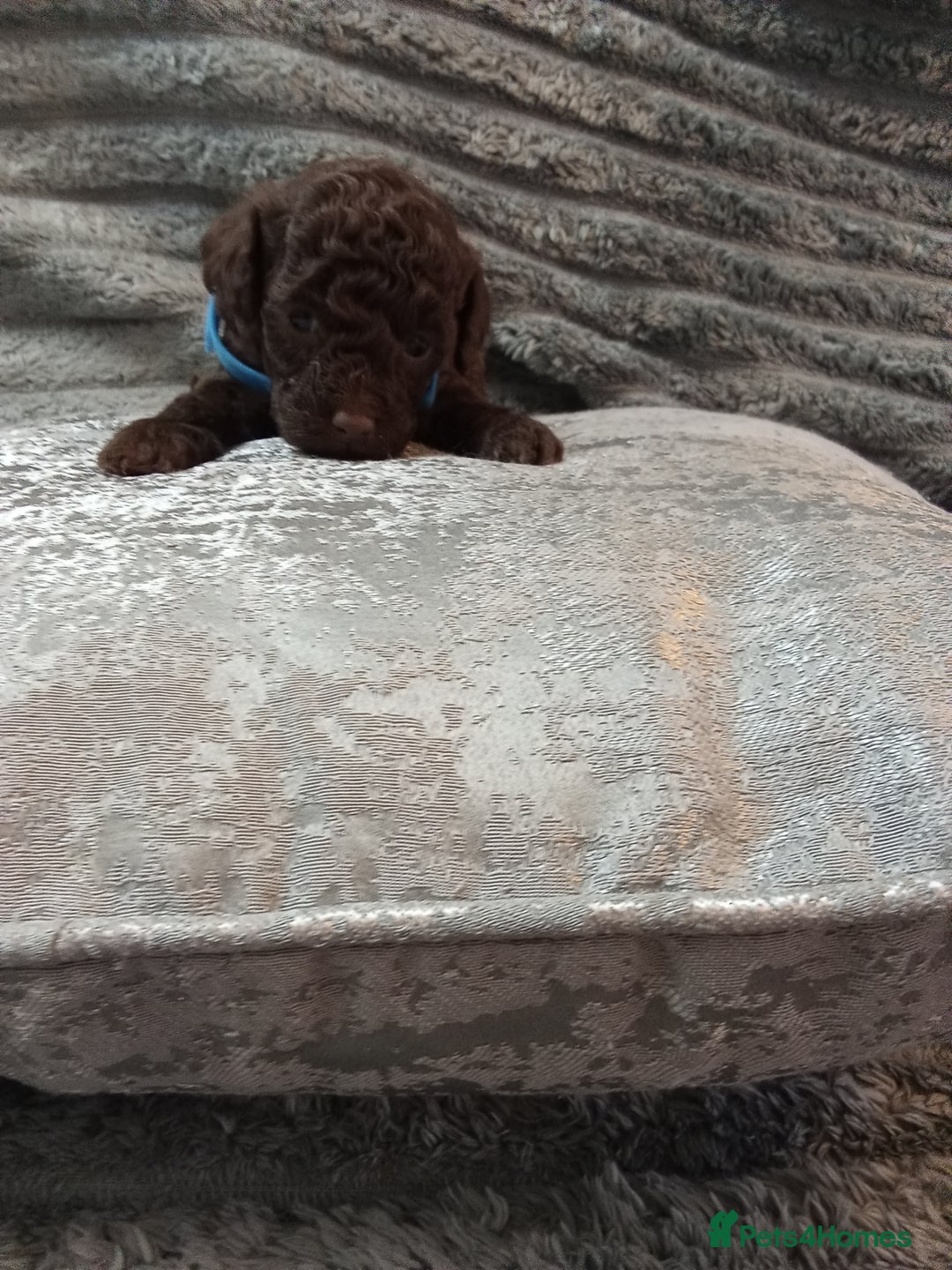 Jackapoo dogs for sale: Beautiful Jackapoos puppies - Advert 26