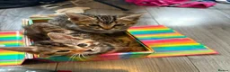 Mixed Breed cats for sale: READY NOW SIX STUNNING KITTENS  - Advert 8