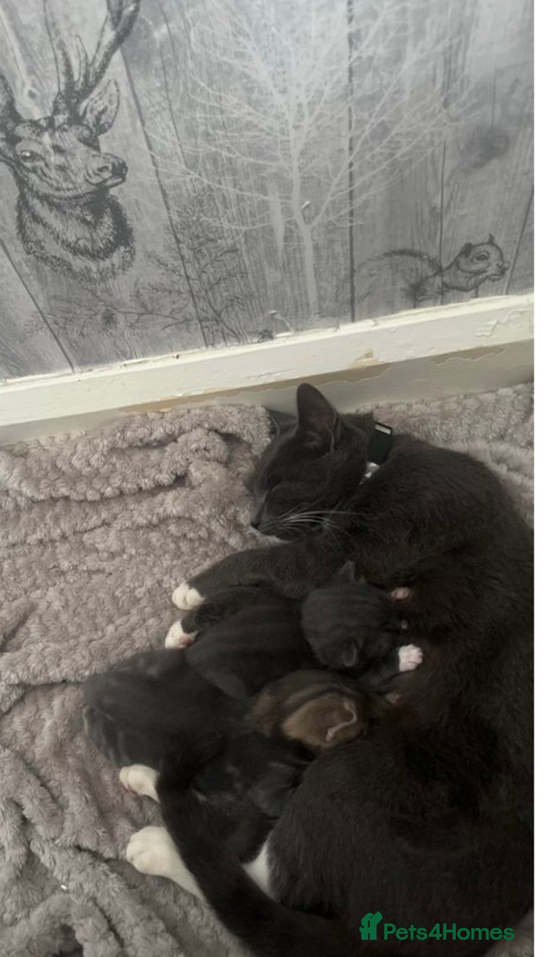 Domestic Shorthair cats for sale: Tabby female kitten  - Image 2
