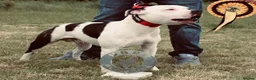 Staffordshire Bull Terrier dogs for sale: Lovely staff pups  - Advert 3