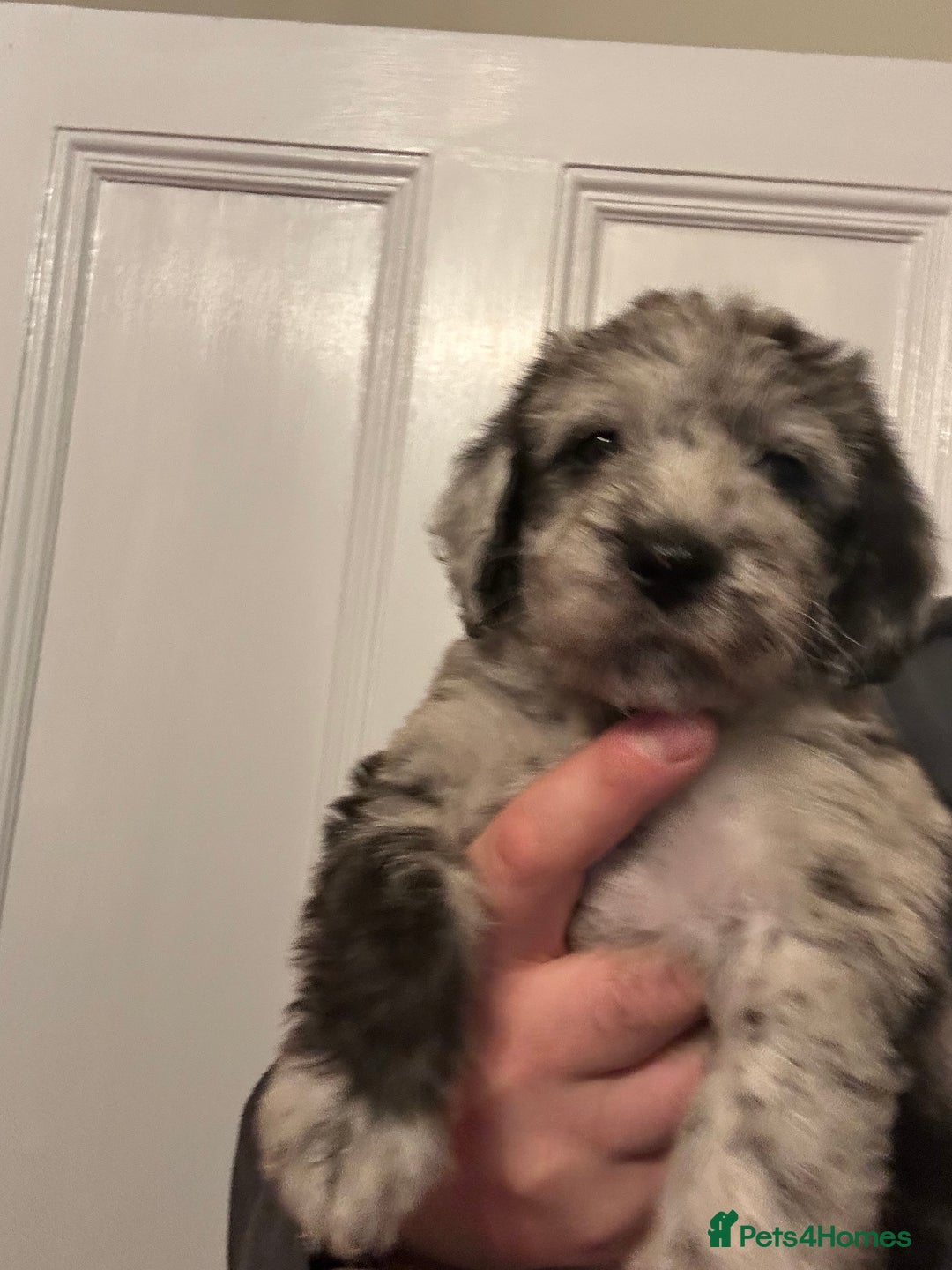 Labradoodle dogs for sale: Adorable Home-Raised F2B Labradoodle Puppies - Advert 6