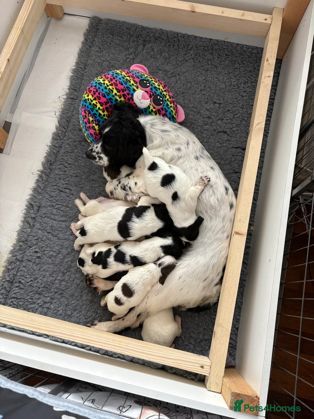 English Springer Spaniel dogs for sale: English Springer Spaniel pups in Wirral - Advert 1