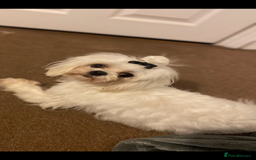 Maltipoo dogs for sale: F1 dollface Korean/Asian maltipoo fur babys  😍💙 - Advert 11