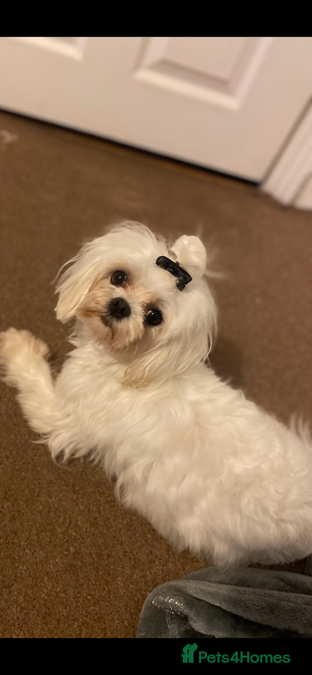 Maltipoo dogs for sale: F1 dollface Korean/Asian maltipoo fur babys  😍💙 - Advert 11