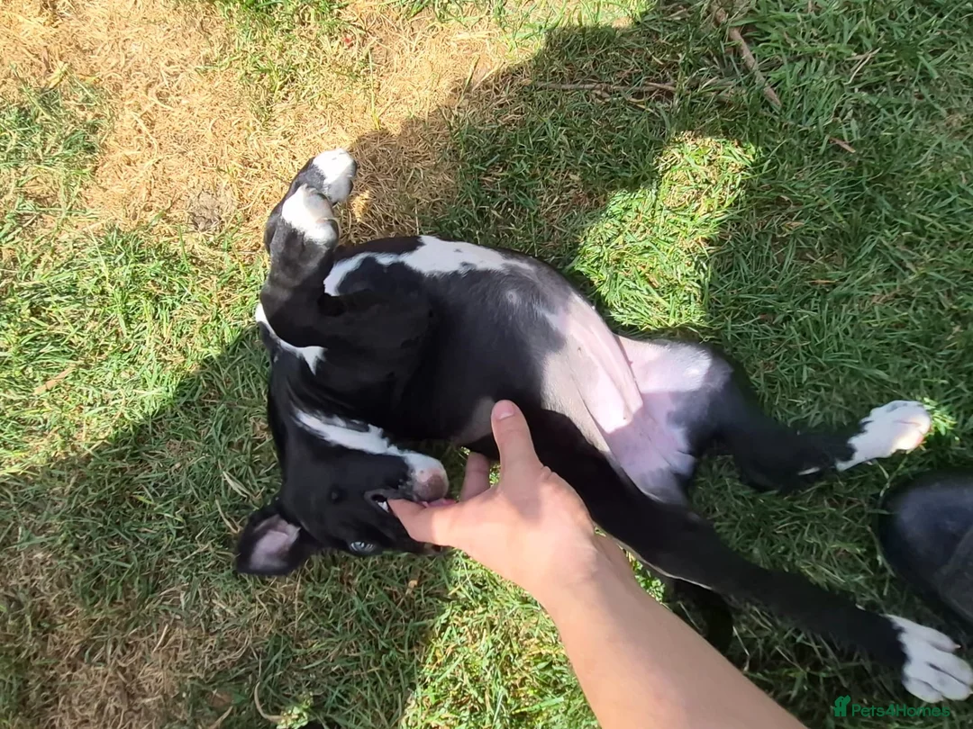 Mixed Breed dogs for sale: Cane corso x American bulldog  - Advert 14