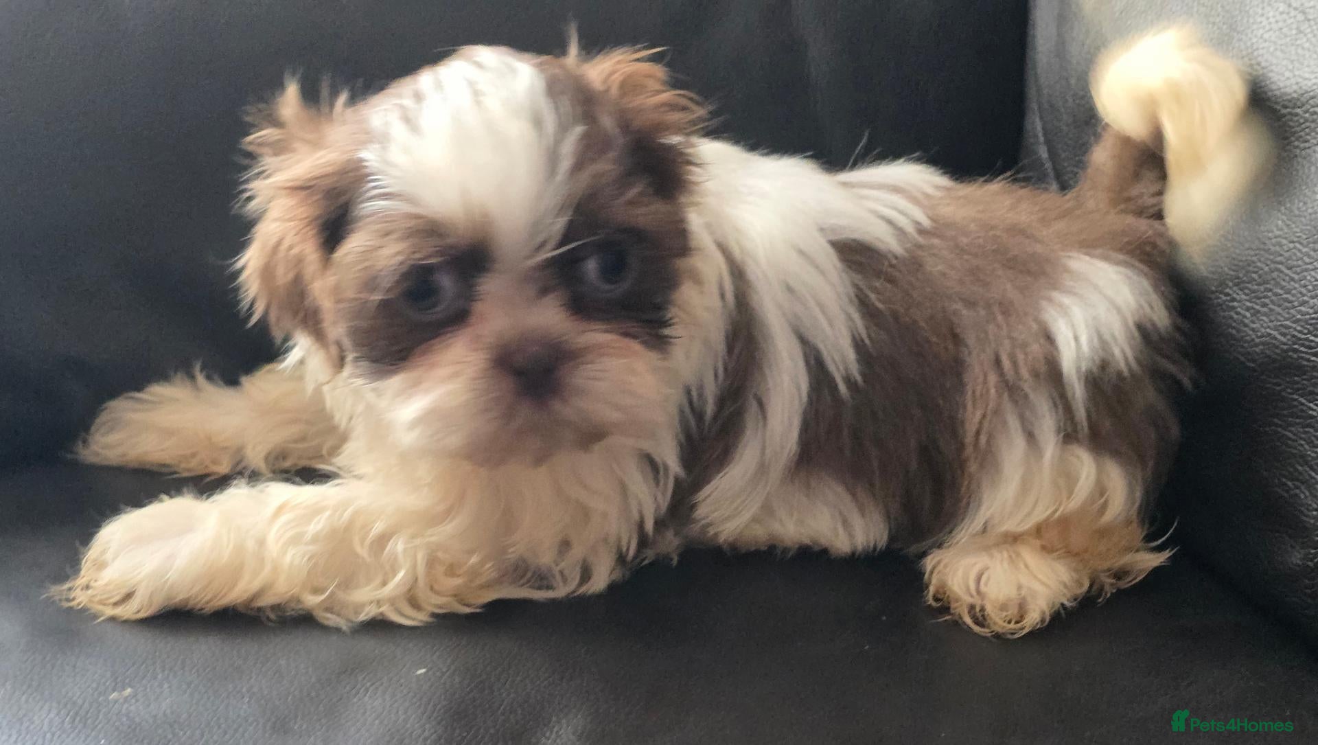 Shih Tzu dogs Amazing imperial shih tzu puppies ready now - Advert 1