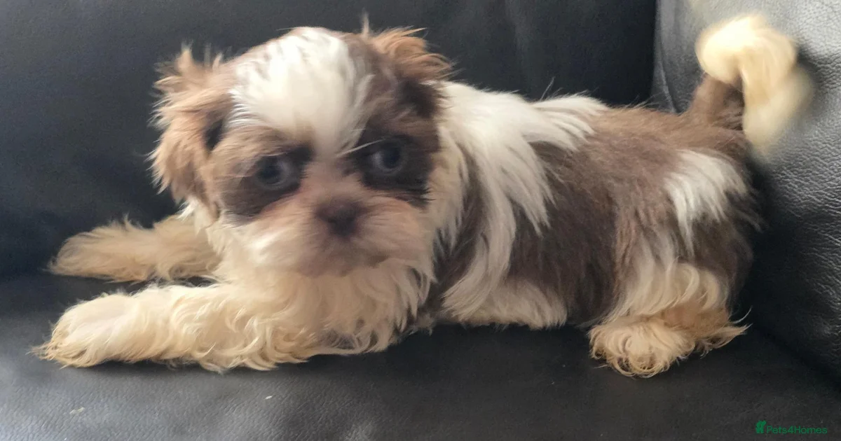 Puppies for sale in Stalybridge, Greater Manchester | Pets4Homes