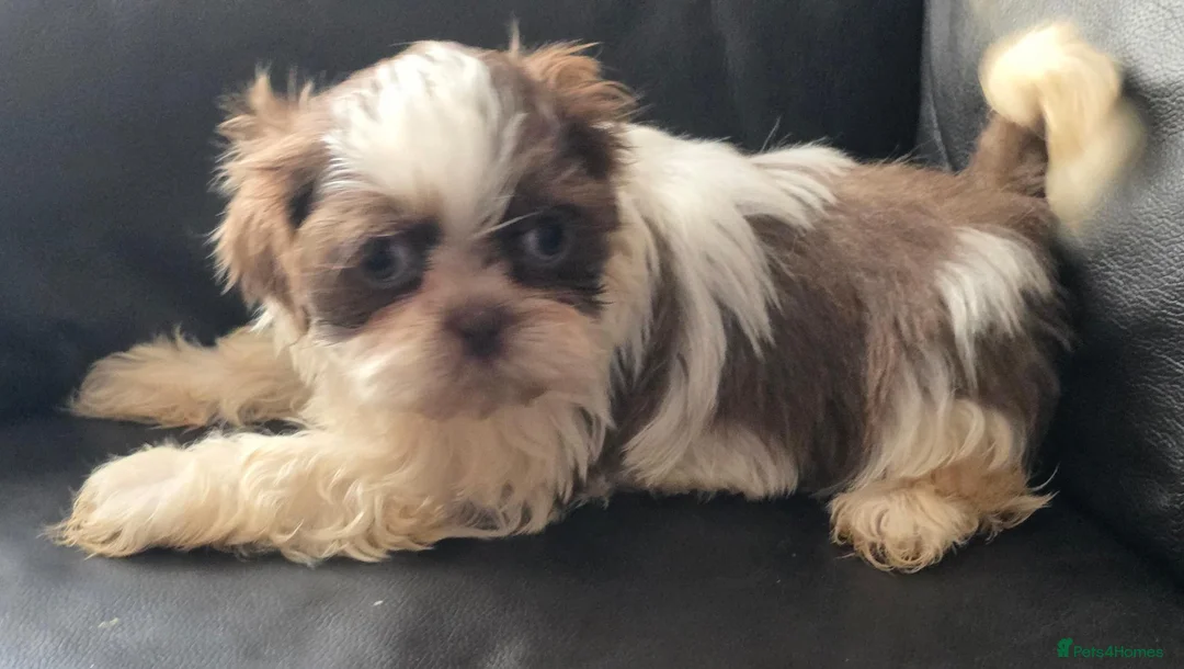 Shih Tzu dogs for sale: Amazing imperial shih tzu puppies ready now - Advert 1