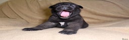 Akita dogs for sale: 7 beautiful American Akita Puppies - Advert 10
