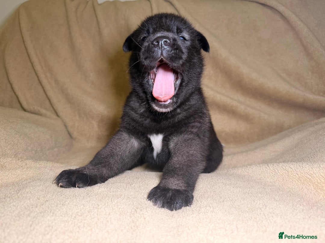 Akita dogs for sale: 7 beautiful American Akita Puppies - Advert 10