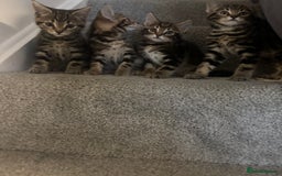 Mixed Breed cats for sale: Lovely girl kittens  - Image 10