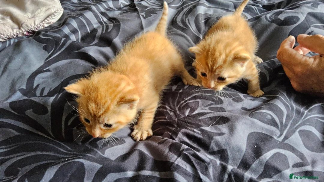 Mixed Breed cats for sale: Ginger boy - Advert 7