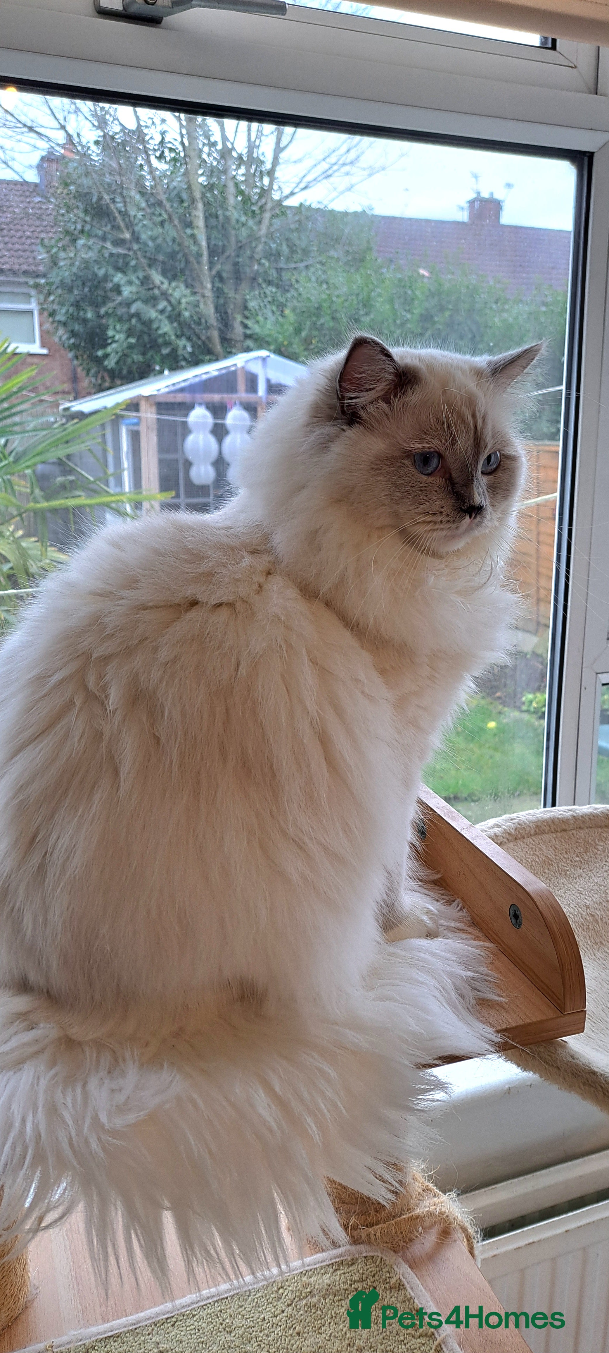 Ragdoll cats GCCF reg Ragdoll kittens  - Advert 8