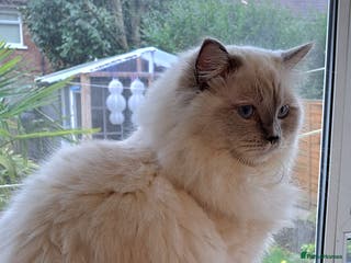 Ragdoll cats GCCF reg Ragdoll kittens - Advert 6