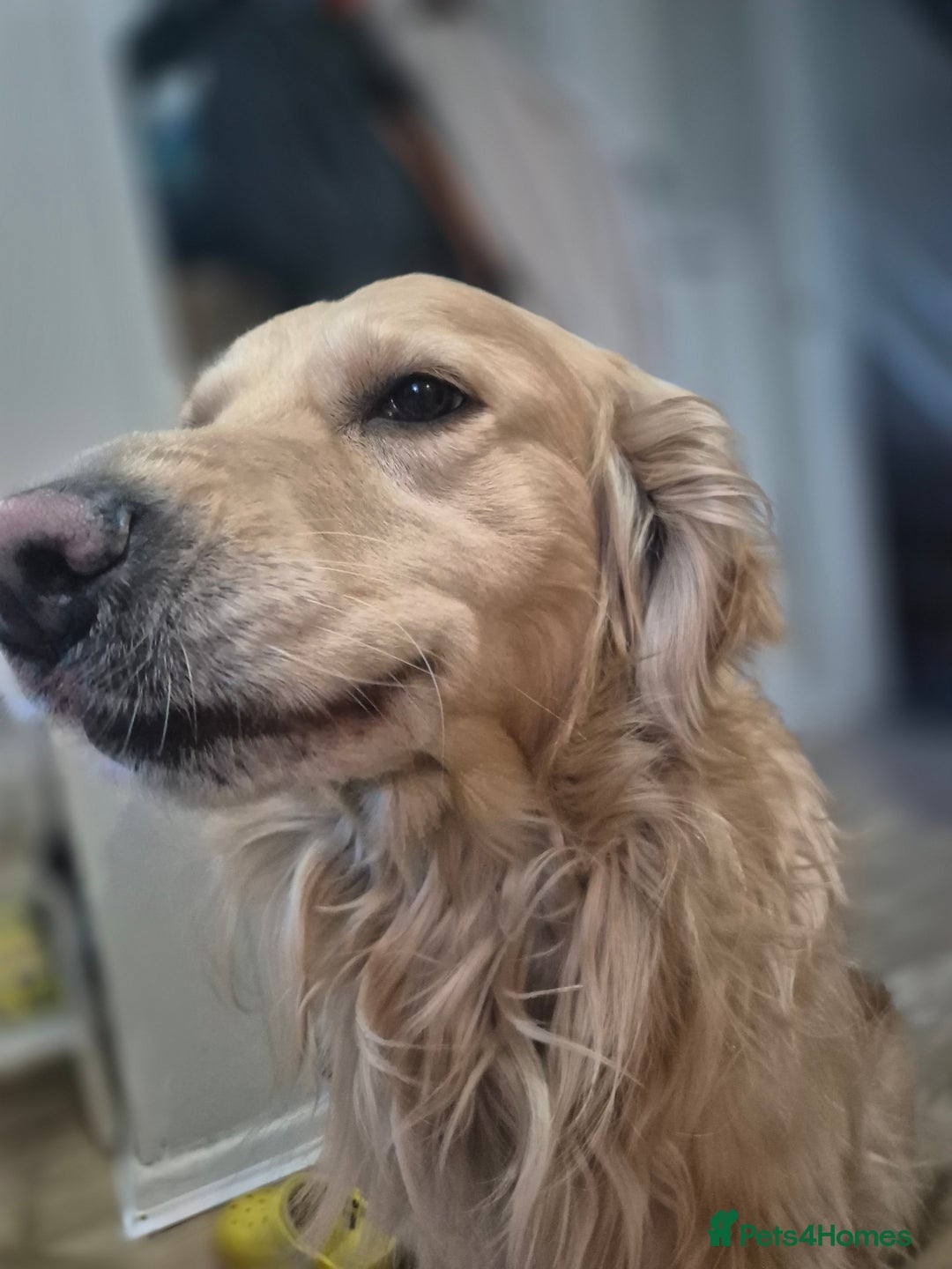 Mixed Breed dogs for sale: Male golden retriever mix  - Image 5