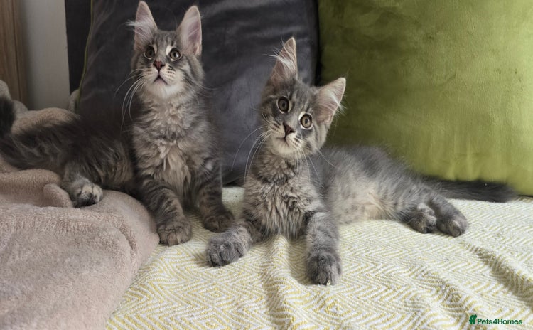 Maine Coon cats - Advert 6