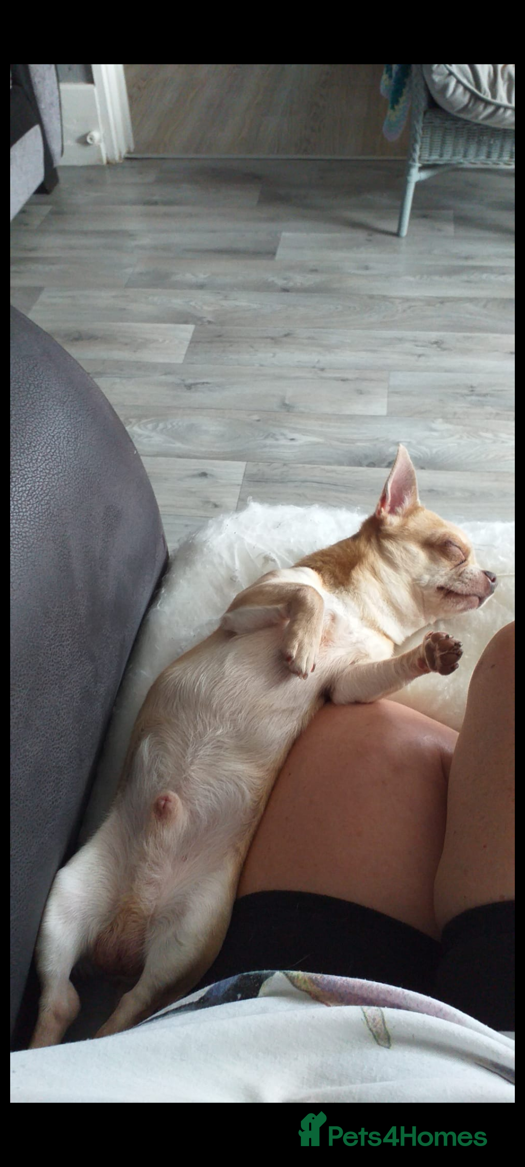 Chihuahua dogs for sale: KC registered xsmall male chihuahua for sale - Image 6