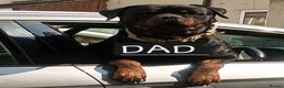 Rottweiler dogs for sale: Beautiful big 8 month old rotweiler  - Advert 7