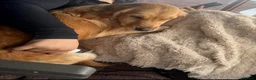 Golden Retriever dogs for sale: KC Reg Extensively Health Tested Golden Retriever - Advert 1