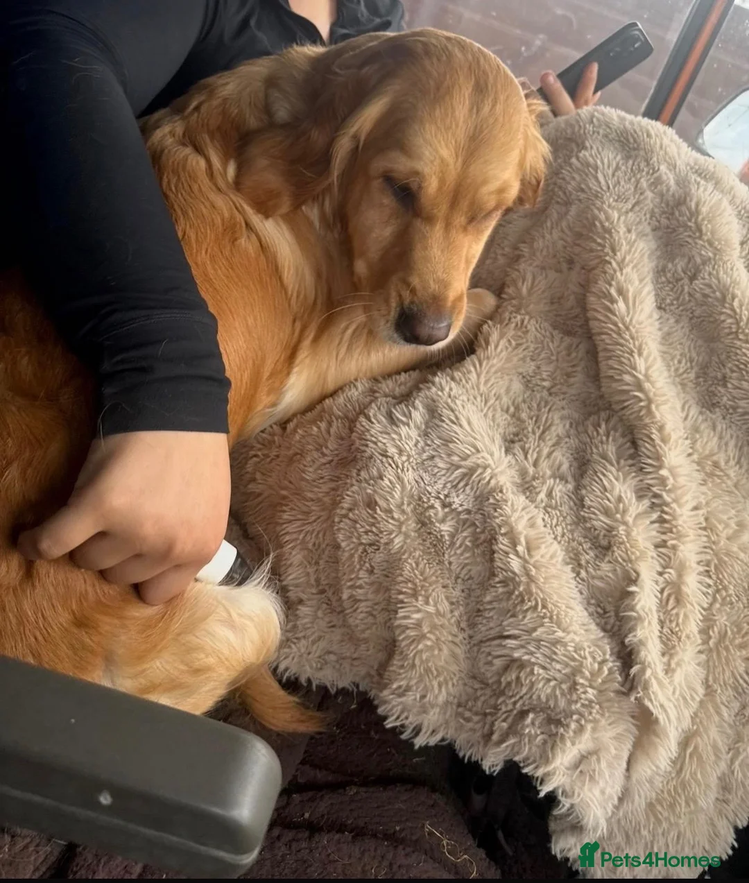 Golden Retriever dogs for sale: KC Reg Extensively Health Tested Golden Retriever - Advert 1