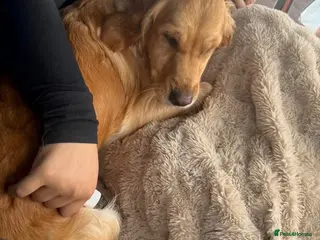 Golden Retriever dogs KC Reg Extensively Health Tested Golden Retriever - Advert 1