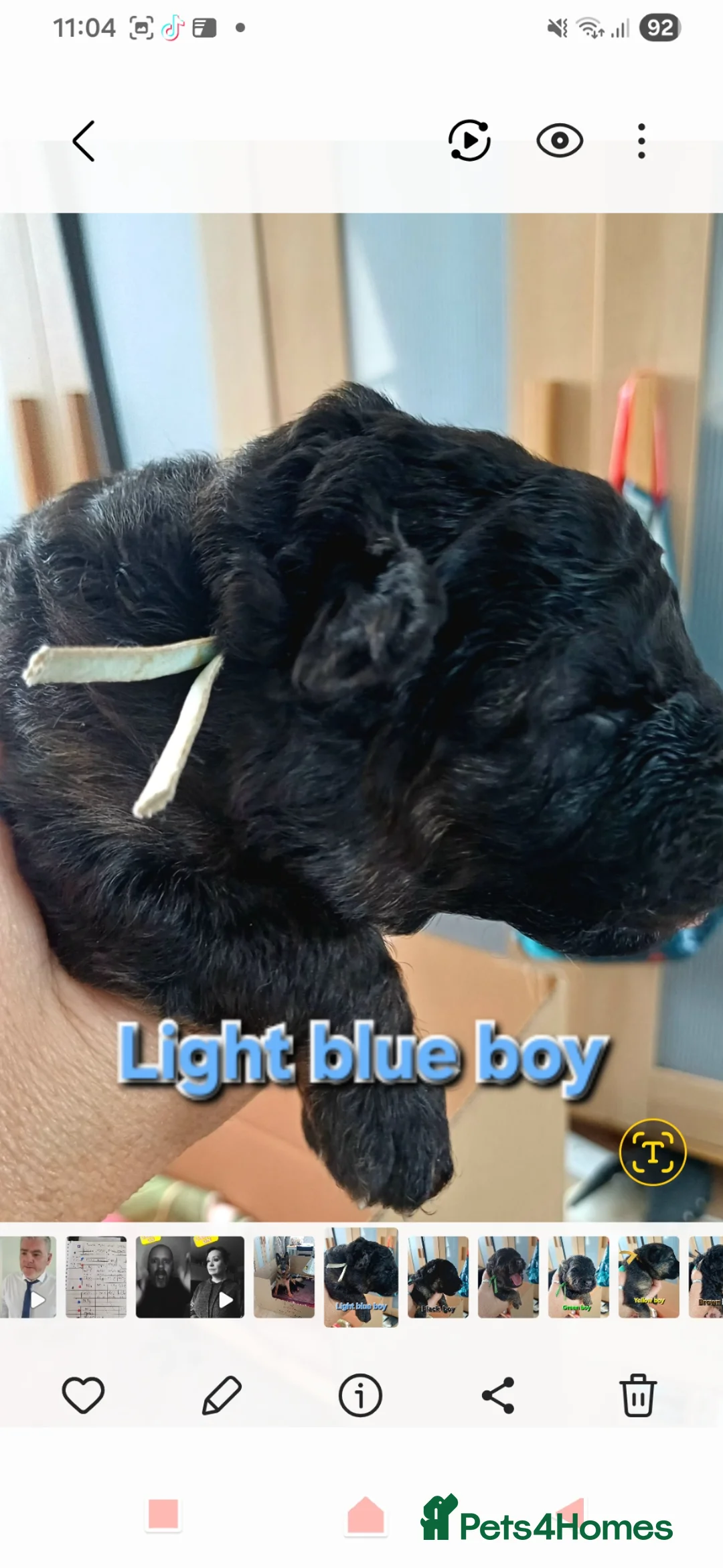German Shepherd dogs for sale: Beautiful German Shepherd Puppies  - Advert 21