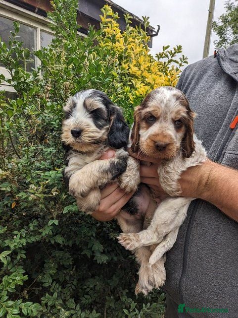Cockapoo dogs Cockapoo puppies available next week - Advert 2