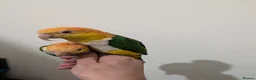 Parrots birds for sale: Monkey parrots caique to rehome,male & female pair - Advert 2