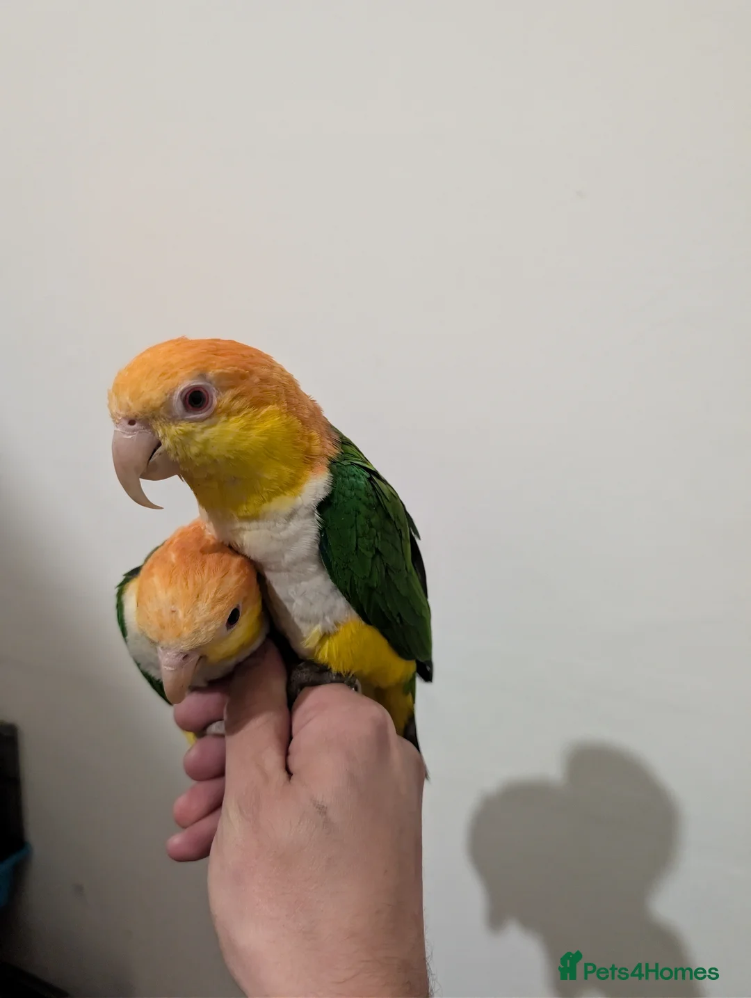 Parrots birds for sale: Monkey parrots caique to rehome,male & female pair - Advert 2