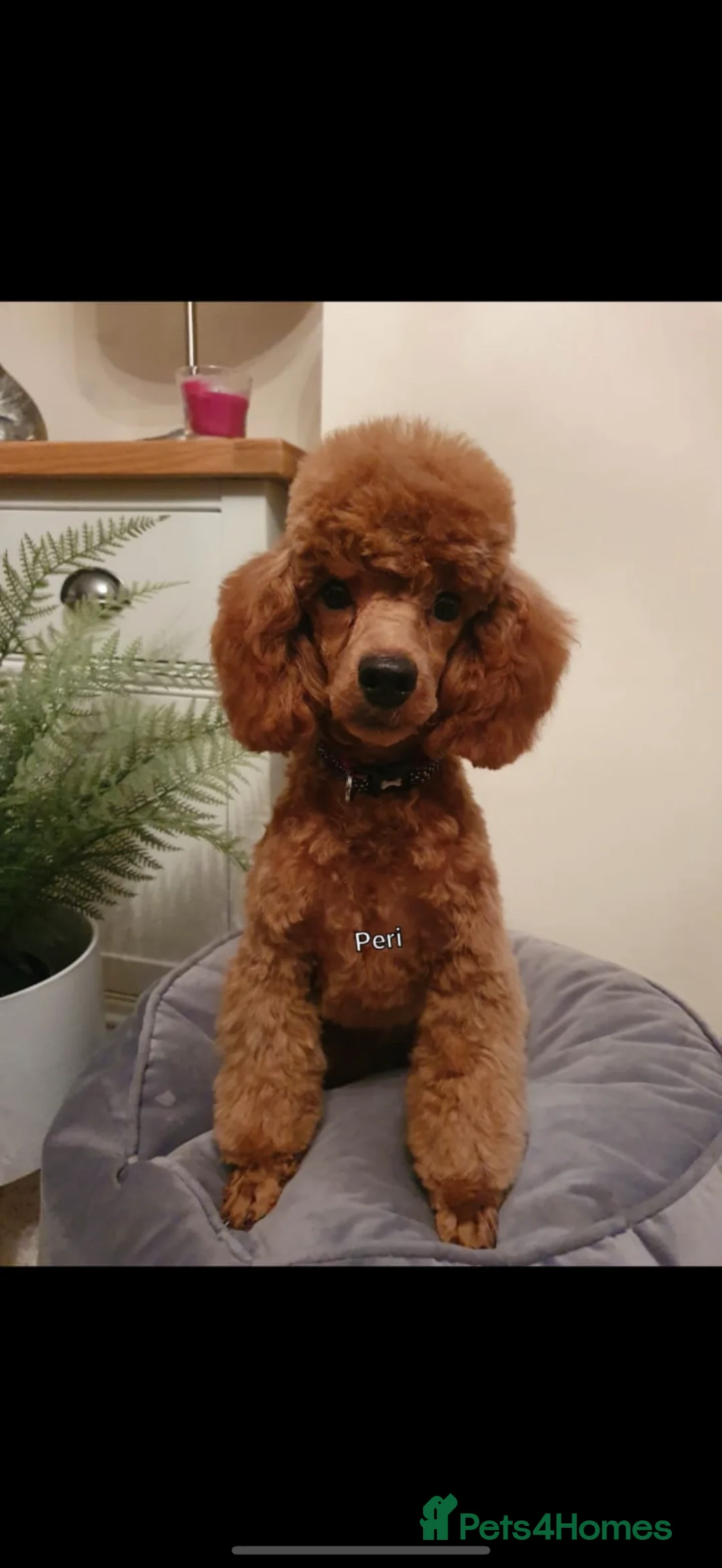Cockapoo dogs for sale: BEAUTIFUL RED TOY COCKAPOOS! - Advert 10