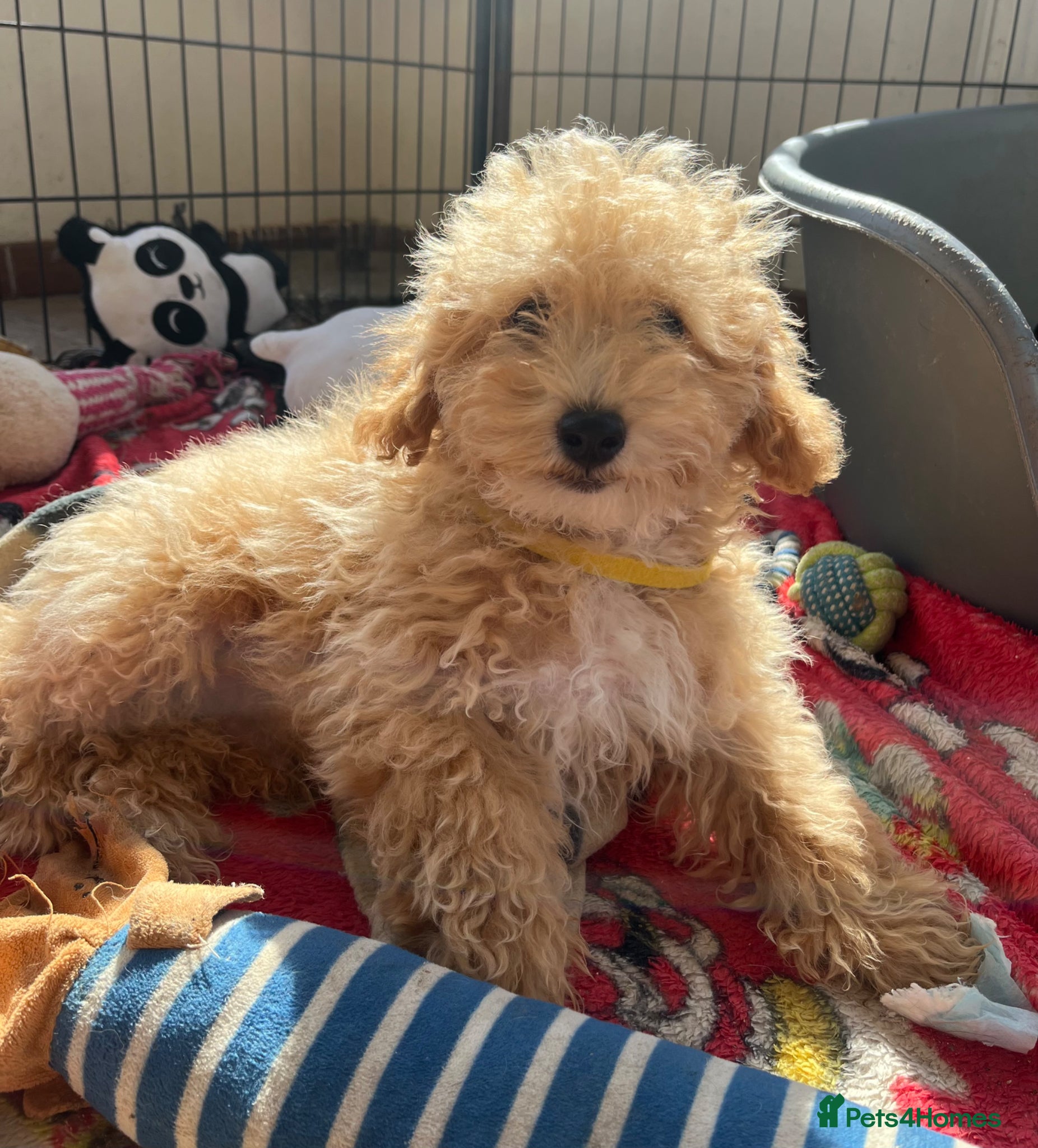 Poochon dogs Poochon puppies  - Advert 6