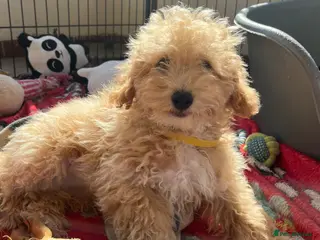 Poochon dogs Poochon puppies - Advert 6