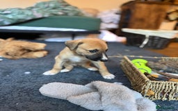 Mixed Breed dogs for sale: Lurcher cross pups - Image 4