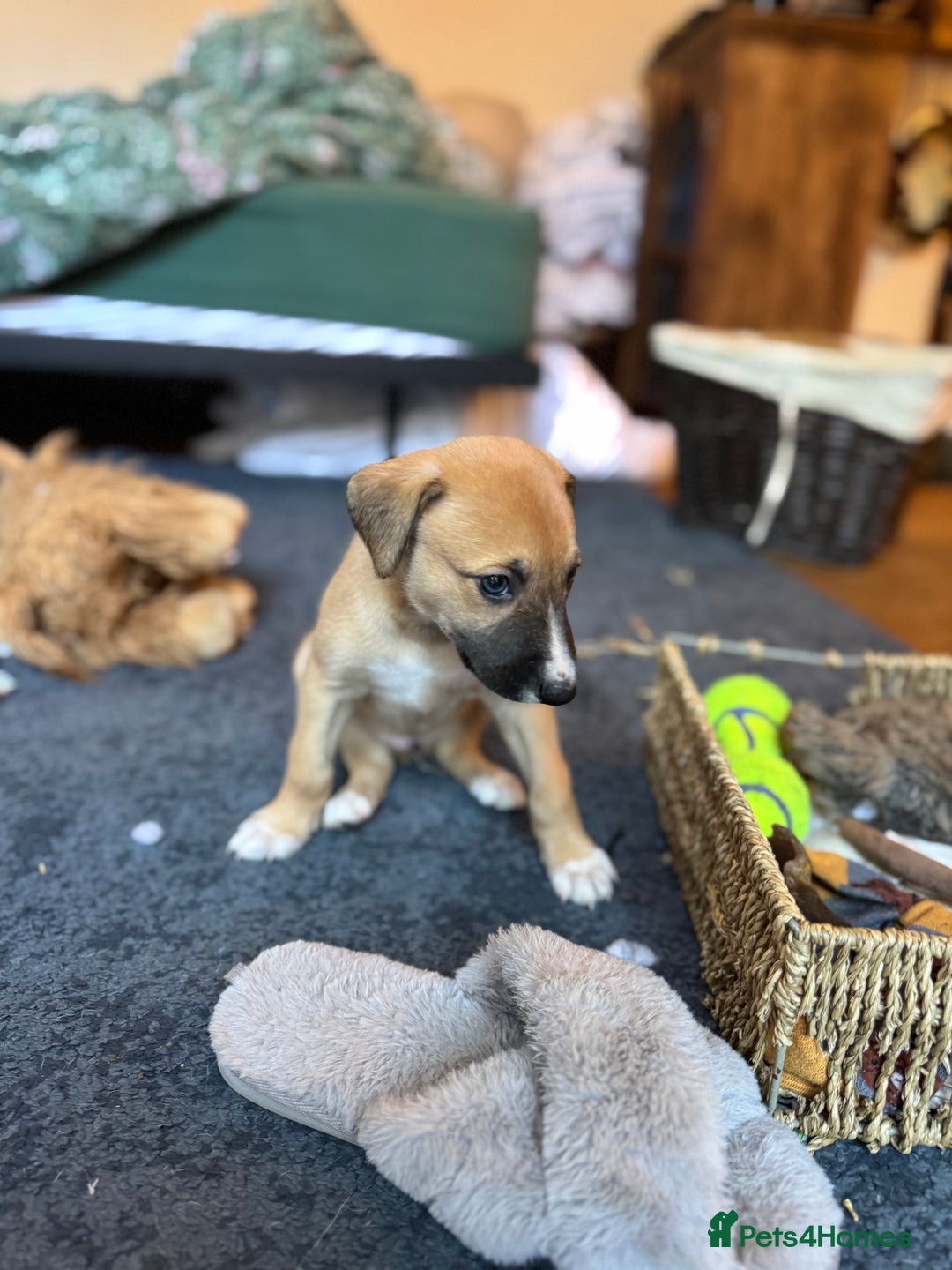 Mixed Breed dogs for sale: Lurcher cross pups - Image 4