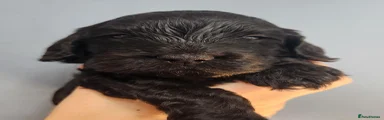 Cockapoo 1