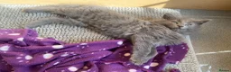 British Longhair cats for sale: Beautiful British Long-Haired Boy Ready Now! - Advert 3