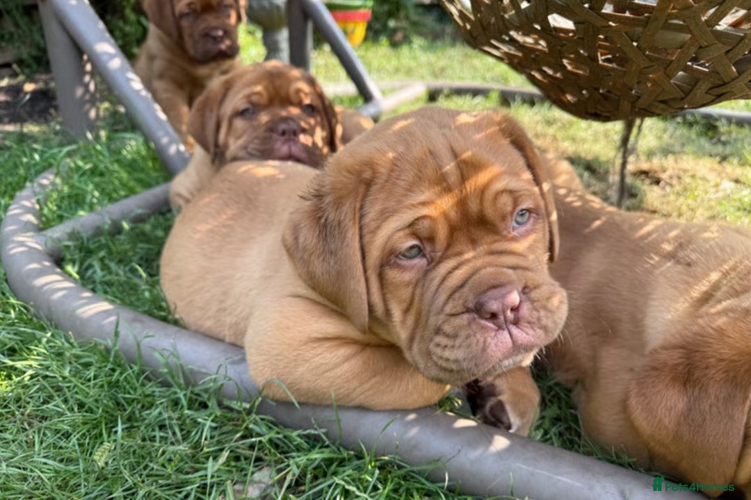 Dogue De Bordeaux Colors Mahogany Dogue De Bordeaux Puppies For