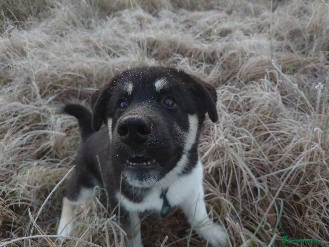 Mixed Breed dogs for sale: Siberian Husky x (Alaskan Malamute x English Bull) - Advert 11